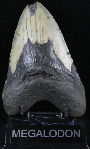 Huge Megalodon Tooth - North Carolina #21665